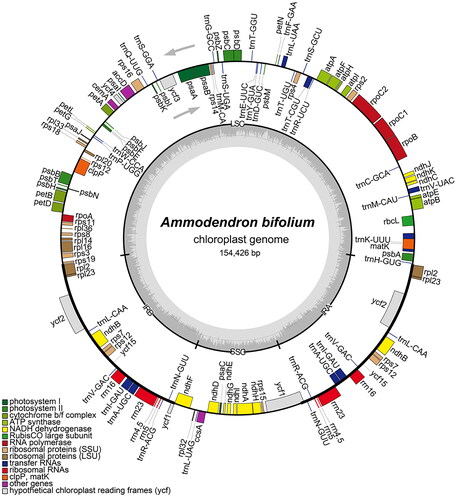 Figure 2. Chloroplast genome maps of Ammodendron bifolium. Genes situated on the inner side of the circle undergo transcription in a clockwise direction, while those on the outer side are transcribed in a counterclockwise direction. The inner circle, represented in dark gray, corresponds to the GC content, whereas the light gray denotes the content. Diverse colors symbolize different functional genes. The pronounced line on the large circle delineates the boundaries of the inverted repeat regions (IRa and IRb), segregating the genome into small single-copy (SSC) and large single-copy (LSC) regions.