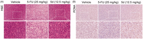 Figure 10. Compound 5d could not suppress the proliferation of tumour cells in immunodeficient mice. Tumour sections were infused in formaldehyde solution for immunohistochemistry. (A) H&E staining of tumour tissue. (B) Expression of PCNA. Scale bar: 50 μm.