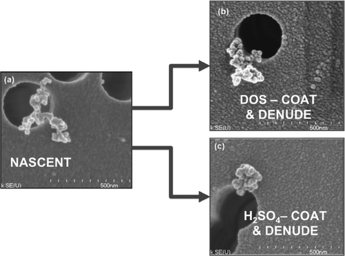 FIG. 8 SEM images showing the effect of the coating/denuding process for fractal soot particles generated at φ = 2.0 ± 0.2 with an original mobility diameter of d m = 209 nm; (a) nascent soot particle; (b) DOS-coated then denuded soot particle, and (c) H2SO4-coated then denuded soot particle. The dark circles are holes that are part of the particle collecting polycarbonate membrane. The images were collected using a Hitachi S-4700 field emission scanning electron microscope. Before imaging, the filters were coated with platinum. The visible granularity of the background in some of the images is due to the platinum coating.