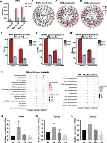 Figure 3 Functional enrichment of the differentially methylated regions-related genes (DMGs) identified in LGs of SS-related dry eye mice. (A) The numbers of DMRs in 8-, 12- and 16-week-old NODs versus 4-week-old controls under CG contexts. (B-D) Comparison of DMRs on different chromosomes between groups at different stages of SS-related dry eye. (E-G) The bar graphs showed the genomic location (exons and promoters) of identified DMRs among different aged NOD groups. (H) GO enrichment analysis for DMGs. The color of the dot indicates the P-value and the size of the dot represents the enrichment score. (I) Top 10 KEGG pathways analysis of DMGs. (J-L) The changes of Dnmt1 (J), Dnmt3a (K) and Dnmt3b (L) in the LGs were determined by qRT-PCR during SS-related dry eye progression. n=3 mice per group. Data are expressed as the mean ± SD. One-way ANOVA followed by the Tukey’s test for multiple comparisons was used. *p < 0.05, **p < 0.01, compared with 4-week-old group.