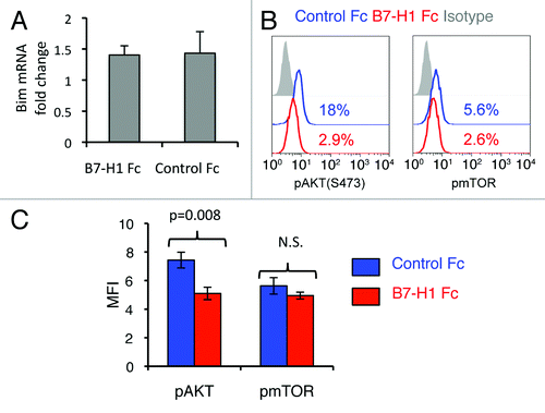 Figure 9. B7-H1 co-stimulation inhibits activation of Akt. Pre-activated CD8+ T cells were stimulated with plate-bound B7-H1 or control fusion protein (Fc). After 24 h of stimulation, CD8+ T cells were harvested and used for analysis. (A) Analysis of Bcl2l11 transcript levels by real-time qPCR using the comparative CT method. GAPDH served as the internal control gene. Graph shows fold change (mean ± SD, n = 4). (B) Phosphorylation of Akt and mTOR was analyzed by intracellular staining of CD8+ T cells with anti-phospho-Akt and anti-phospho-mTOR Abs. Numbers show percentage of positive stained cells. (C) Bar graph of average MFI of phospho-Akt and phospho-mTOR expression (mean ± SD, n = 3). N.S.: not significant.