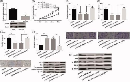 Figure 5. Effects of SDPR-AS on NSCLC cells were through regulation of SDPR. (A) The transfection efficiency of SDPR knockdown in H522 cells that were transfected with si-SDPR and si-NC. (B–F) The combined effects of SDPR-AS overexpression and SDPR knockdown on H522 cell viability, colony forming ability, apoptosis, migration and invasion. (G) The expression of p38 MAPK/ERK signaling pathway-related proteins in H522 cells that were transfected with pcDNA-SDPR-AS, pcDNA, si-NC and/or si-SDPR. Data were presented as mean ± standard deviation. *p < .05, **p < .01 and ***p < .01 compared with corresponding controls.