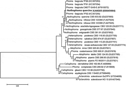 Fig. 3 Phylogenetic tree constructed with the nucleotide sequences of the ITS gene of isolates from 17 different Phoma species, including one new isolate from this study (KX645664), retrieved from GenBank. Nucleotide sequences of the ITS gene of Sclerotinia sclerotiorum were used as the out-group taxon. The bar indicates nucleotide substitutions per site. Numbers of bootstrap support values ≥50% based on 1000 replicates.