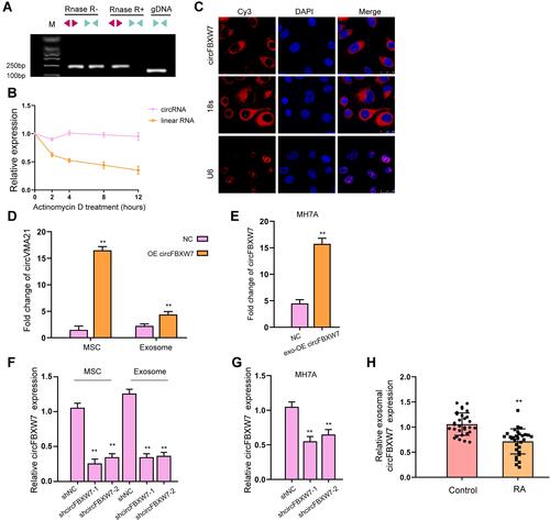 Figure 2 Identification and internalization of circFBXW7. (A) The levels of back-spliced and canonical forms of FBXW1 MSCs with or without RNase R treatment were detected by PCR and agarose gel electrophoresis assay. (B) The half-life of linear or circular form of FBXW7 RNA under actinomycin D treatment. (C) The localization of circFBXW7 was determined by FISH analysis and 18s and U6 were the controls. (D) MSCs were transfected with circFBXW7 overexpressing vectors, the level of circFBXW7 in MSCs and MSC-derived exosomes was detected by qRT-PCR. (E) The circFBXW7 level in MH7A cells after incubation with exosomes isolated from MSCs that transfected with circFBXW7 overexpressing vectors (exo-circFBXW7) or empty vectors (NC). (F) MSCs were transfected with shcircFBXW7, the level of circFBXW7 in MSCs and MSC-derived exosomes was detected by qRT-PCR. (G) The circFBXW7 level in MH7A cells after incubation with exosomes isolated from MSCs that transfected with shcircFBXW7 or negative control (NC). (H) The expression of circFBXW7 was measured qPCR in the exosomes from the serum of RA patients. ** P < 0.01.