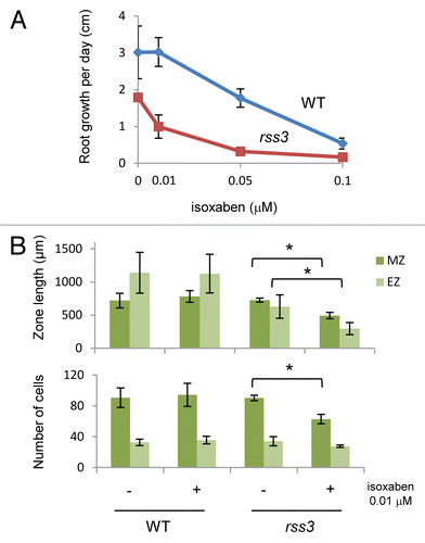 Figure 3. Sensitivity of the roots of wild-type and rss3 to isoxaben. (A) Dose-dependent effects of isoxaben on root growth. Mean ± SD, n > 4. (B) Effects of isoxaben on the size and number of cells in the meristematic zone (MZ) and elongation zone (EZ) of the root tip. Mean ± SD, n = 3. Asterisks indicate the Student t-test P value < 0.05. Surface-sterilized seeds were germinated on an agar-based medium [agar 0.8%, 1 mM KH2PO4, 0.05% MES-KOH (pH 5.8)] containing 0.01 μM, 0.05 μM, and 0.1 μM isoxaben or mock solution (1 × 10−4% DMSO in final) in a rectangular petri dish to treat rice seedlings with isoxaben (Wako, 092–05961). Seedlings were grown on the medium in plates tilted at a 75° angle.