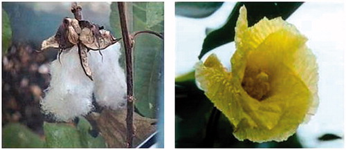 Figure 1. Cotton plant (left) and T. populnea plant (right).