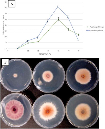 Fig. 6 (a) Comparison of radial growth of an isolate of Fusarium proliferatum (BC-5) with F. oxysporum (BC-4) at seven temperatures after 6 days. Means from five replicate dishes ± standard error are shown. The experiment was conducted twice. (b) Comparison of growth of F. proliferatum after 6 days at 10–35°C, at 5°C increments. The underside of the colonies are shown to reveal the extent of pigmentation produced