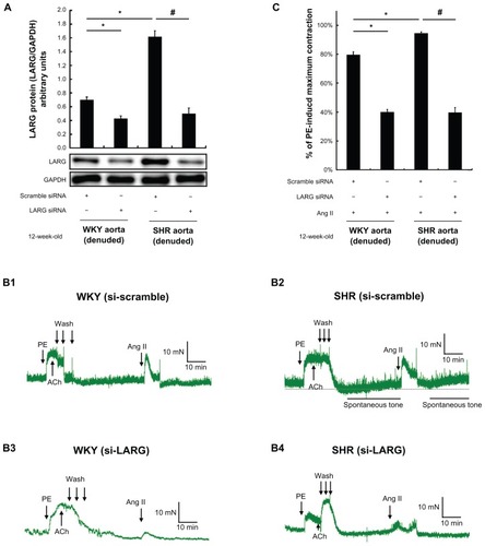 Figure 3 The effects of leukemia-associated Rho guanine nucleotide exchange factor (LARG) small interfering RNA (siRNA) on angiotensin II (Ang II)–induced aortic ring contraction in 12-week-old spontaneously hypertensive rats (SHRs) and Wistar-Kyoto (WKY) rats. Before contractile tension recording, LARG protein was extracted from endothelium-removal aortic segments pretreated with scrambled siRNA or LARG siRNA for 48 hours. The efficiency of LARG protein knockdown was evaluated by Western blot analysis, using glyceraldehyde-3-phosphate dehydrogenase (GAPDH) as an internal control. (A) A greater knockdown of LARG protein was observed in 12-week-old SHRs than in 12-week-old WKY rats; (B1–B4) typical recordings of contractile force present the effects of knockdown of LARG protein in the endothelium-denuded aortic rings from SHRs and WKY rats – the level of spontaneous tone developed in SHR aortic rings treated with scrambled siRNA was 30.9% ± 5.3% of phenylephrine (PE)-induced maximal contraction; (C) silencing of LARG expression attenuated more contractile force in SHRs than in WKY rats (58.0% ± 2.6% versus 49.9% ± 1.3%, normalized to scrambled siRNA-treated control).Notes: Data are presented as the means of four independent experiments plus or minus standard deviation; the scrambled siRNA-treated group was used as a negative control; *P < 0.01 versus WKY rat negative control group; #P < 0.01 versus SHR negative control group; the magnitude of contraction is expressed as a percentage of the maximal PE (1 μmol/L)-induced contraction.Abbreviations: ACh, acetylcholine; min, minute.