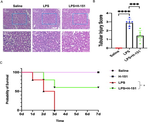 Figure 5. The effects of H-151 administration on renal tissue function and survival rate in mice injected with LPS. (A) Kidney tissue sections were obtained and stained with HE 12 h after intraperitoneal injection of normal saline, LPS, and H-151. The kidney morphology of mice in different groups was observed under a ×200 microscope (n = 6). (B) Tubular injury was assessed using the tubular injury scoring system, with four individual samples from each group (n = 6) evaluated at ×200 magnification. (C) The seven-day survival rate of mice after intraperitoneal injection of normal saline, LPS, and H-151 + LPS was recorded, with each group consisting of 10 mice (n = 10). ***p < .001 and ****p < .0001.
