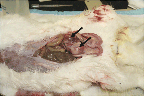 Figure 3. A carcinoma mass developed after partial resection of the primary tumour in control group.