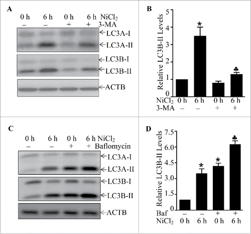 Figure 4. The effects of 3-MA and bafilomycin A1 on the nicekl-induced LC3-II formation. (A and B) 2 × 105 Beas-2B cells were seeded into each well of 6-well plates and the cells were pretreated with 3-MA (5.0 mM) for 30 min and then exposed to 1.0 mM NiCl2 for 6 h. The cell extracts were subjected to western blotting. The symbol (*) indicates a significant increase as compared with the medium control (p < 0.05), while the symbol (♣) indicates a significant inhibition as compared with nickel-treated alone (p < 0.05). (C and D) 2 × 105 Beas-2B cells were seeded into each well of 6-well plates and the cells were exposed to NiCl2 (1 mM) and bafilomycin A1 (Baf, 10 nM) for 6 h. The cell extracts were subjected to western blotting. The symbol (*) indicates a significant increase as compared with the medium control (p < 0.05), while the symbol (♣) indicates a significant increase as compared with the nickel-treated alone (p < 0.05).