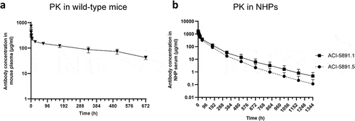Figure 1. Pharmacokinetic profile of ACI-5891 variants in wildtype mice and NHPs. (a) ACI-5891 (mouse IgG2a) free plasma concentration (y-axis) over time (x-axis) in CD-1 mice after IV injection at 30 mg/kg. Data are depicted as the mean ± standard deviation for 3–4 animals/group. (b) Total serum concentration (y-axis) of human chimeric IgG1 ACI-5891.5 (solid circles) and humanized ACI-5891.1 (solid squares) over time (x-axis) in NHPs after IV bolus injection at 40 mg/kg. Data are depicted as the mean ± standard deviation for 3 animals/group.