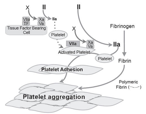 Figure 1 Schematic tissue factor-independent, platelet-dependent model of primary hemostatic plug formation in Glanzmann’s thrombasthenia (GT) platelets deficient in membrane glycoprotein (GP) IIb-IIIa (integrin aIIbβ3). FVIIa-tissue factor (TF) complex on TF-bearing cells at the site of vascular injury activates FX to FXa, which in turn complexes with FVa on the TF-bearing cells to initiate generation of a small amount of thrombin (FIIa) from prothrombin (FII). This initially generated thrombin is not sufficient to allow fibrin formation, but is sufficient to activate the GT platelets, causing degranulation and release of FV. FVIIa binds to activated platelets weakly. At high concentration (eg, high dose rFVIIa therapy), the bound FVIIa can directly activate FX to FXa to mediate generation of high concentration of thrombin (thrombin burst). The augmented thrombin generation results in increased number of activated platelets deposited (adhesion) to the wound site, and increased available platelet procoagulant surface to facilitate more thrombin generation and more platelet activation. The augmented thrombin generated also converts fibrinogen to fibrin. Activated GT platelets cannot utilize fibrinogen for aggregation reaction as they lack the fibrinogen receptor integrin aIIbβ3. However, binding of fibrin/polymeric fibrin to an as yet unidentified platelet surface receptor can mediate aggregation of the GT platelets at the wound site (even though less potent than fibrinogen mediated aggregation of normal platelets) resulting in primary hemostatic plug formation. Adapted from CitationPoon (2006).