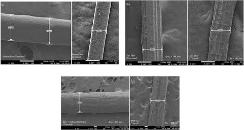 Figure 1. Morphological investigation of treated and untreated fibers: (a) human hair, (b) jute fiber, and (c) BNH fiber.