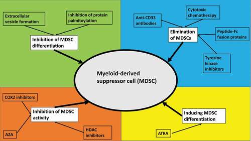 Figure 1. Potential therapeutic strategies targeting myeloid-derived suppressor cells.