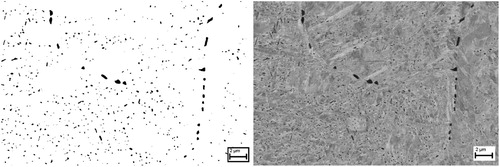 Figure 5. SEM image of the sample quenched from 1100°C (right) and the corresponding processed binary image (left). Matrix is turned white and carbides remained black for measurements.