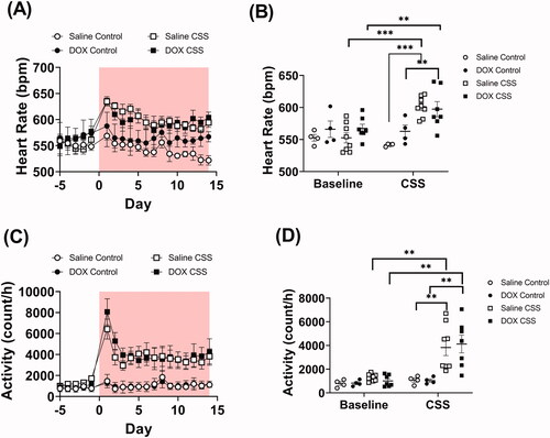 Figure 3. Adult CSS induces tachycardia and increases activity level. Male 5-week-old C57BL/6N mice were administered DOX (4 mg/kg/week) or saline for 3 weeks and allowed to recover for 5 weeks prior to exposure to CSS. Heart rate and locomotor activity data were recorded by radio telemetry. Time course and average values at baseline and at the end of CSS of (A and B) heart rate and (C and D) locomotor activity prior to and during CSS (n = 4–8 per group); shaded area on the graphs represents time during CSS protocol. Values are represented as means ± SEM. Statistical analyses were conducted by repeated measures ANOVA followed by Tukey’s HSD post-hoc tests(**p<.01, ***p<.001). Detailed statistical analysis is provided in Supplementary Table 3.