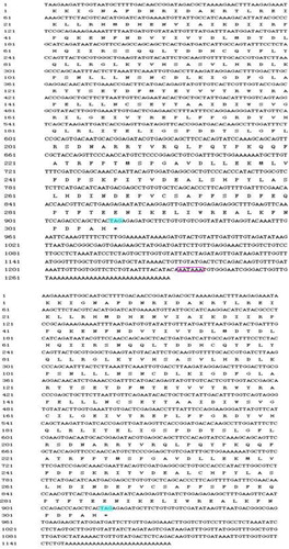 Figure 4. Conserved 3′ nucleotide sequence and deduced amino acid sequences of MAPK from Tiger lily (L. lancifolium).