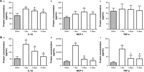 Figure 5 Changes of cytokine levels in the brain and blood after MCAO.