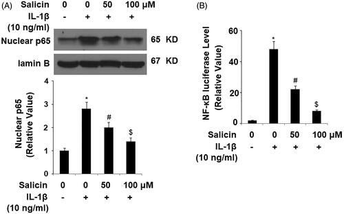 Figure 8. Salicin inhibits IL-1β-induced activation of the NF-κB signaling. (A) Nuclear levels of p65 were determined by western blot analysis. (B) NF-κB luciferase activities were measured. Cells were treated with IL-1β (10 ng/mL) in the absence or presence of salicin (50 and 100 μM) for 48 h (*, #, $, p < .01 vs. previous column group, n = 5–6).