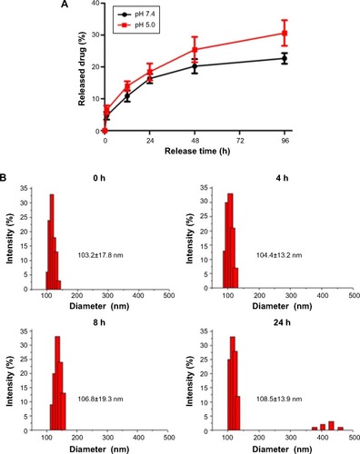 Figure 3 (A) The drug release profile from GPENs in vitro. The Endostar release profiles at pH 7.4 and pH 5.0 are shown in black and red, respectively. The error bars represent the mean ± SEM. (B) The diameter changes of GPENs in 50% mouse serum over 24 h incubation.Abbreviations: GPENs, GX1-conjugated poly(lactic acid) nanoparticles encapsulating Endostar; SEM, scanning electron microscope; h, hours.