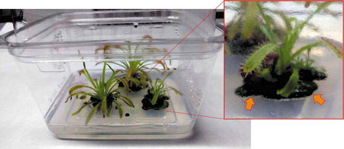 Fig. 1. Photograph of a culture box where Drosera capensis plants are grown in sterile conditions. Inset shows magnification of one of the plants, at the base of which a green biofilm can be observed (arrows).