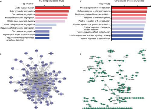 Figure 2 GO analysis and co-expression network of non-smoking related modules.Notes: GO enrichment analysis of the blue and turquoise modules (A and B); visual representation of co-expression networks in the blue and turquoise modules. The width of the lines represented co-expression correlation value (C and D); different sizes of nodes indicated different Module Membership values.Abbreviation: GO, Gene Ontology.