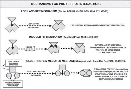 Figure 6 Schematic representation of the possible basic mechanisms involved in the assemblage of multimeric proteins.