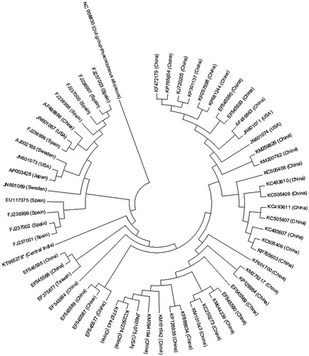 Figure 1. NJ-tree of complete mitochondrial sequences of 59 pigs and Phacochoerus africanus as out group (*present study from NGS).