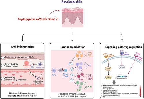 Figure 3 Pharmacological mechanisms of TwHF and its extracts on psoriasis.