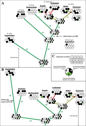 Figure 7. ‘Balls-and-stick’ graphs illustrating the phylogenetic position of Kajanthus with respect to morphological (terminal sets of ‘balls’) and genetic differentiation (branch-lengths; ‘sticks’) in extant Lardizabalaceae. A. Tree rooted using the currently accepted, outgroup-inferred Lardizabalaceae root. B. Alternatively rooted tree. C. Legend. Each character that was observed in the fossil Kajanthus and is variable among modern Lardizabalaceae is represented by a circle. Probable states for ancestors were reconstructed using Lewis’ (Citation2001) Maximum likelihood model for discrete characters, which estimates a probability for character state change. Due to intra-generic variability in Stauntonia, which now include species formerly assigned to Hoelboellia and Parvatia, three of the 13 characters (see Appendix) were treated as missing (grey ‘balls’ with question marks; ML ancestral state reconstruction cannot handle polymorphic terminals). Maximum parsimony optimization of characters along this rooted, molecular-based tree requires a total of 21 steps (character changes), if the fossil is excluded. Colouration of branches and numbers (+0 to +5) refers to the number of additional steps under parsimony, when the fossil is connected to the respective branch. Note that the fossil and the extant Sinofranchetia are identical based on the observable characters. Furthermore, the fossil can be connected to any deeper branch without increasing the number of reconstructed character changes.