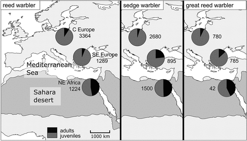Figure 2. Share of adults (black) and juveniles (dark grey) of the reed, sedge, and great reed warbler in three regions: C Europe, SE Europe, and NE Africa. The total number of individuals caught in each region has been added. The Sahara and the deserts of the Arabian Peninsula are shown as shaded areas (after Rappole & Jones Citation2003; Fransson et al. Citation2006; modified).