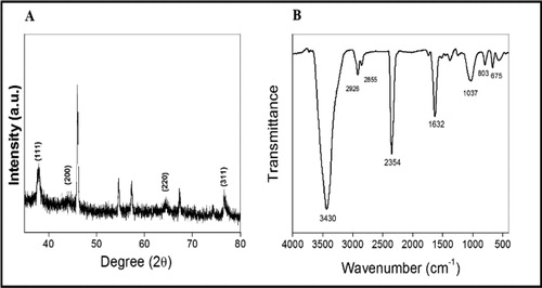 Figure 4. XRD analysis (A) and FTIR measurements of silver nanoparticles (B).