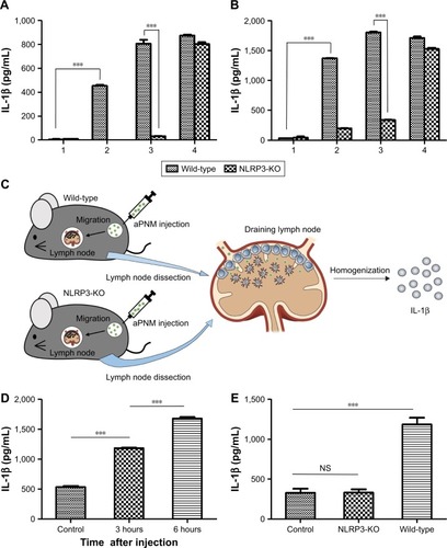 Figure 4 In vitro and in vivo induction of inflammasomes in lymph nodes.Notes: Secretion of IL-1β after incubation of BMDMs (A) and BMDCs (B) isolated from wild-type or NLRP3-KO mice (NLRP3−/−) with aPNMs. The concentration unit of the X-axis is µg mL−1, and poly-(dA:dT) is 2 µg mL−1. (1: control, 2: 5 µg mL−1, 3: 10 µg mL−1, 4: poly-(dA:dT)). (C) Scheme of in vivo and ex vivo experiment. (D) Secretion of IL-1β in lymph nodes at different time points after injection of aPNMs. (E) Different degrees of inflammasome induction between wild-type and NLRP3-KO mice. All data were obtained in triplicate and are presented as the mean ± SD. ***p<0.001. NS, not significant.Abbreviations: aPNMs, amine-terminated γ-PGA nanomicelles; BMDCs, bone marrow-derived dendritic cells; BMDMs, bone marrow-derived macrophages; γ-PGA, poly-(γ-glutamic acid); KO, knock out; poly-(dA:dT), poly(deoxyadenylic–deoxythymidylic).