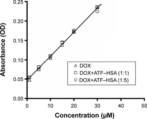 Figure S1 Standard curve for the DOX quantification.Notes: Standard curve for the DOX quantification in its free form or in the presence of ATF–HSA (two stoichiometric ratios) using ultraviolet absorption at 490 nm at different concentrations (1 μM, 5 μM, 10 μM, 15 μM, 20 μM, 30 μM in phosphate-buffered saline). The presence of ATF-HSA does not influence the standard curve of DOX, so it is reasonable to use standard curve of DOX to quantitate ATF-HSA:DOX.Abbreviations: ATF, amino-terminal fragment of urokinase; DOX, doxorubicin; HSA, human serum albumin.