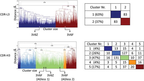 Figure 1. Hierarchical clustering analysis of 31 µs of trajectories (3130 frames) of the CDR-L3 loop and CDR-H3 loop gained by aligning to the whole Fv and using a distance criterion of 2.8 Å and 4.5 Å respectively. Vertical tics in the dendrogram show which cluster the crystal structures belong to (3V6F AGless, 3V6Z AGed). The dendrograms for the CDR-L3 and CDR-H3 loop are illustrated with the corresponding plot on the right showing the cluster populations and the number of transitions observed in the simulations.