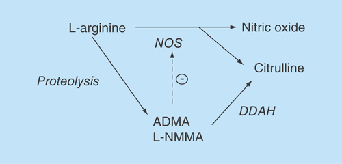 Figure 1.  Synthetic and degradation pathways of nitric.Nitric oxide is synthesized, along with citrulline, from L-arginine by nitric oxide synthase. L-arginine may be proteolyzed to form methylarginines (ADMA and L-NMMA), which in turn inhibit NOS activity by competing with arginine at the active site. Methylarginines are metabolized by dimethyl-arginine-dimethyl-aminohydrolase (DDAH) into citrulline and dimethylarginine. Citrulline can be converted back to arginine by enzymes of the urea cycle [Citation25].NOS: Nitric oxide synthase;DDAH: dimethyl-arginine-dimethyl-aminohydrolase.