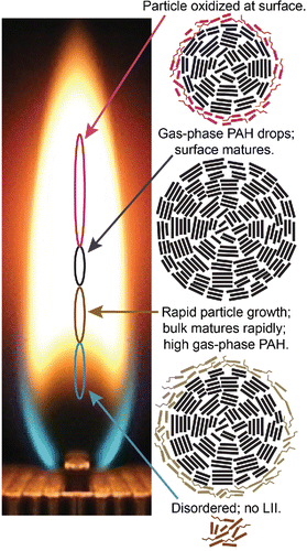 Figure 4. Summary of the changes in surface and bulk maturity during particle formation, growth, and oxidation. The photo shows the flame from the end, looking down the long-axis. Squiggly lines denote aliphatic groups, and thicker straight lines represent ring structures shown from the side. Ovals represent locations in the flame where the corresponding particle characteristics are observed. HABs are shown relative to the top of the fuel tubes (left axis). The oxidized and immature surfaces are shown as a layer of aromatic rings with aliphatic groups attached. Online color: The oxidized surface is highlighted in red; the immature surface during particle growth is shown in light brown. Mature material is shown as black.