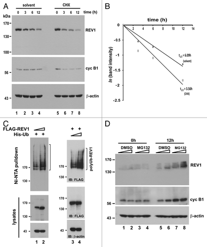 Figure 1A–D. Proteasome-dependent degradation of REV1. (A) Fast turnover of REV1 protein. HEK293T cells were transiently transfected with FLAG-REV1-expressing plasmid. Forty-eight hours after transfection, 15 μg/mL cycloheximide (CHX, lanes 5–8) or solvent (ethanol) alone (lanes 1–4) was added to cells, and cells were harvested at indicated time points after treatment. FLAG-REV1 levels were analyzed by western blotting with anti-FLAG antibody. Endogenous cyclin B1 (cyc B1) protein levels were also detected as a control for CHX activity. (B) FLAG-REV1 protein signals in A were quantified and plotted. Its half-lives (t1/2) upon addition of CHX and solvent were calculated as described.Citation74,Citation75 (C) REV1 is a polyubiquitinated protein. HEK293T cells were co-transfected with His-Ub and increasing amount of FLAG-REV1 expressing plasmid (lanes 1–2), or FLAG-REV1 and increasing amount of His-Ub (lanes 3–4). Cell lysates were pulled down with Ni-NTA resin in 6 M guanidine buffer followed by immunoblotting using anti-FLAG to detect ubiquitin-conjugated FLAG-REV1 (polyUb-REV1). One-fifth of harvested cells were lysed with RIPA to detect FLAG-REV1 (middle panel) and β-actin (lower panel). (D) REV1 is stabilized by proteasome inhibitor MG132. HEK293T cells were treated with increasing amount of proteasome inhibitor MG132 (10 and 20 μM) or DMSO. Cells were harvested at 0 h and 12 h after treatment and analyzed for endogenous REV1 protein expression with anti-REV1 antibodies. The membrane was also immunoblotted with anti-cyclin B1 antibody as a control for MG132 activity.