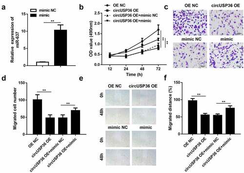 Figure 4. Overexpression of miR-637 relieved the role of circUSP36 in endothelial cells. (a) Overexpression efficacy of miR-637 mimic was assessed by qRT-PCR (n = 3). (b) Cell proliferation in four different groups was examined with the CCK-8 assay (n = 6). (c-f) Cell migration in four different groups was estimated by transwell and wound-healing assays (n = 6). Cells migrating to the underside of the transwell insert were counted. **P < 0.01