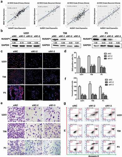 Figure 2. Down-regulation NUSAP1 expression inhibits glioma cell proliferation and invasion, and induces apoptosis. A. Correlation between mRNA expression of NUSAP1 and proliferation-related molecules MKI67 and PCNA in primary and recurrent gliomas samples in the CGGA database. B. Western blot to confirm knockdown efficiency of NUSAP1 with siRNA in U251, T98, and P3 cells. C. Fluorescence microscopy of EdU incorporation in U251, T98, and P3-siN1-2,-3 siRNAs. Pollo 567 (red color) detects EdU, while DAPI (blue color) stains nuclei. Scale bar = 50 μm. D. Statistical analysis of the number of EdU-positive cells for U251, T98, and P3 cell lines transfected with siRNAs. All data are expressed as the mean ± SD of values from experiments performed in triplicate. **P < 0.01. E. Transwell invasion results of si-NC/N1-2,-3 in U251, T98 and P3 GBM cells for 24 h. Scale bar = 100 μm. F. Statistical results of the invasive ratio of si-NC/N1-2, −3 in U251, T98 and P3 GBM cells for 24 h. **P < 0.01. G. Flow cytometric analysis to detect apoptosis in U251, T98, and P3-siN1-2, −3 siRNA cells as determined by annexin V-and/or FITC and propidium iodide staining for DNA content. The percentages of annexin V-and/or FITC-positive cells are indicated.