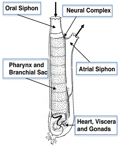 Figure 1. Ciona intestinalis. Thick arrows show the directions of water currents into and out of the siphons.Note: Modified from Millar (Citation1953).