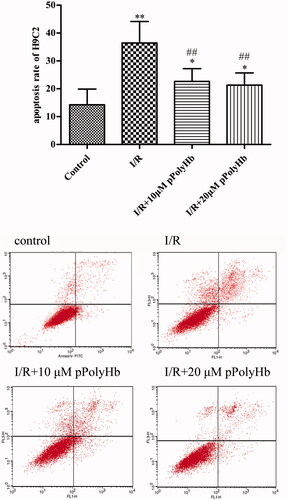 Figure 4. pPolyHb reoxygenation can reduce the apoptosis of myocardial cells. The H9C2 apoptosis rate was measured by Annexin V-FITC under pPolyHb reoxygenation. **p < .01, *p < .05, compared with the control group; ##p < .01, compared with the I/R group.