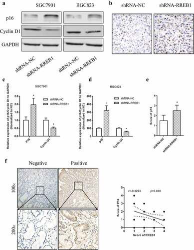 Figure 5. Knockdown of RREB1 inhibits cell proliferation via enhanced p16 expression