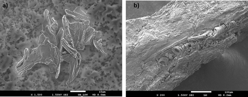 Figure 2. Scanning electron microscopy image of (a) fresh (FPP) and (b) steamed (SPP) pineapple pomace.Figura 2. Imagen de microscopía electrónica de barrido de (a) orujo de piña fresco (FPP) y (b) cocido al vapor (SPP).