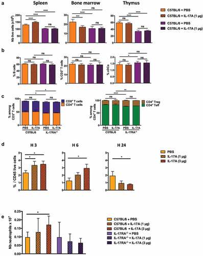 Figure 5. Systemic administration of IL-17A leads to the recruitment of neutrophils. C57BL/6J and IL-17RA deficient mice were i.p. injected daily with either PBS or 1 µg IL-17A for one week and cell populations characterized by flow cytometry at day 7. (a) Number of total live CD45+ hematopoietic cells in the spleen, bone marrow, and thymus. (b) Percentage of CD19+ B220+ B cells, CD3+ T cells, and CD11c+ cDCs in the spleens of C57BL/6J and IL-17RA deficient mice. (c) Percentage of CD4+ and CD8+ T cells among total CD3+ T cells (right panel) and of FoxP3+ (Treg) and FoxP3− (Teff) among CD4+ T cells (left panel) in the spleens of C57BL/6J and IL-17RA deficient mice. Results are expressed as the mean ± SEM (n = 3 mice per group) and represent the cumulative results of three independent experiments. (d) C57BL/6J mice were injected i.p. with 1 or 3 µg IL-17A or PBS. The percentage of neutrophils among total live CD45+ cells in the spleens of the mice was determined by flow cytometry 3, 6, or 24 h later, according to their expression of Ly6C and Ly6G (Ly6C+, Ly6G+) as gated in Supplementary Figure S7A. (e) Total number of neutrophils (Ly6C+ Ly6G+ cells) in the spleens of C57BL/6J and IL-17RA deficient mice injected i.p. with 1 or 3 µg IL-17A or PBS for seven days. Results are expressed as the mean ± SEM (n = 3 mice per group) and are representative of two independent experiments. ns: non-significant, *p < .05, **p < .01, ***p < .001, ****p < .0001, as determined by the unpaired Student’s t-test.