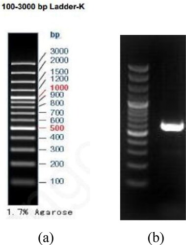 Figure 3. Electrophoretic map of PCR products of ITS sequence for strain S12. (a): DNA Maker. and (b): ITS band.