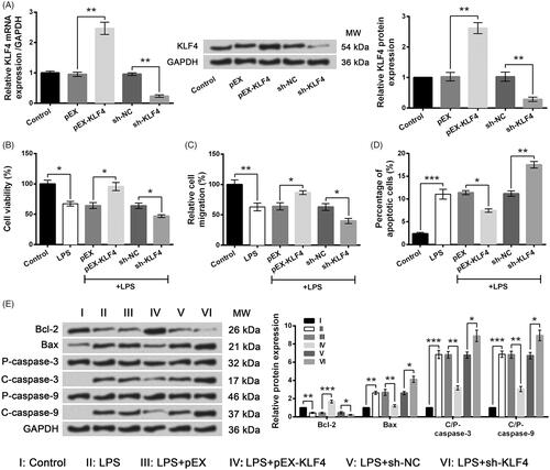 Figure 7. LPS-induced WI-38 cell injury was ameliorated by KLF4 overexpression but was aggravated by KLF4 knockdown. (A) Expression of KLF4 by qRT-PCR and Western blot analysis. (B) Cell viability by CCK-8 assay. (C) Cell migration by Transwell assay. (D) Cell apoptosis by flow cytometry. (E) Expression of apoptosis-associated proteins by Western blot analysis. Data presented are the mean ± SEM of at least three independent experiments. *p < .05; **p < .01; ***p < .001. P-: pro; C-: cleaved; C/P: cleaved/pro; MW: molecular weight.