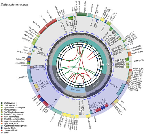 Figure 2. Chloroplast genome map of Salicornia europaea. The species name is labeled in the upper left corner. The map consists of six tracks from inside to outside. The sequence of forward and reverse repeats connected via the red and green arcs is represented by the first track (A). The blue bars on the second track (B) show a tandem repeat sequence. The microsatellite sequence is labeled on the yellow and green bars of the third track (C). The fourth track (D) shows the small single-copy (SSC), inverted repeat (IRa and IRb), and large single-copy (LSC) regions. The GC content and gene names of the genome are shown on track five (E) and track six (F), respectively. The contents of the round brackets after the outermost gene name indicate optional codon usage deviations. Genes drawn outside the outer circle are transcribed counterclockwise, and genes drawn inside the outer circle are transcribed clockwise. Genes belonging to different functional groups are color-coded. The different colored legends in the bottom left corner indicate genes with different functions.