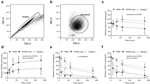 Figure 4. GAS infection influences neutrophil functionality. Human neutrophils (PMNs) were incubated in the absence or presence of GAS and cell-surface CD expression assessed over 180 min by flow cytometry. Neutrophils were sequentially gated as (a) singlets then (B) viable neutrophils, where plots (a-b) are representative and show NS88.2 infected neutrophils at 30 min. Neutrophil (c) CD11b-FITC (n = 4 donors), (d) CD66b-PerCP/Cy5.5 (n = 5 donors), (e) CD16-FITC (n = 4 donors) and (F) CD31-PE/Cy7 (n = 4 donors) was quantified for each donor as relative mean fluorescence intensity. Results are the pooled means ± SD. Linear mixed model “p” values represent interaction (treatment*time) or are stated. *p < 0.05, **p < 0.01, ***p < 0.001 and ****p < 0.0001, with black denoting significance from control and grey between NS88.2rep and NS88.2.